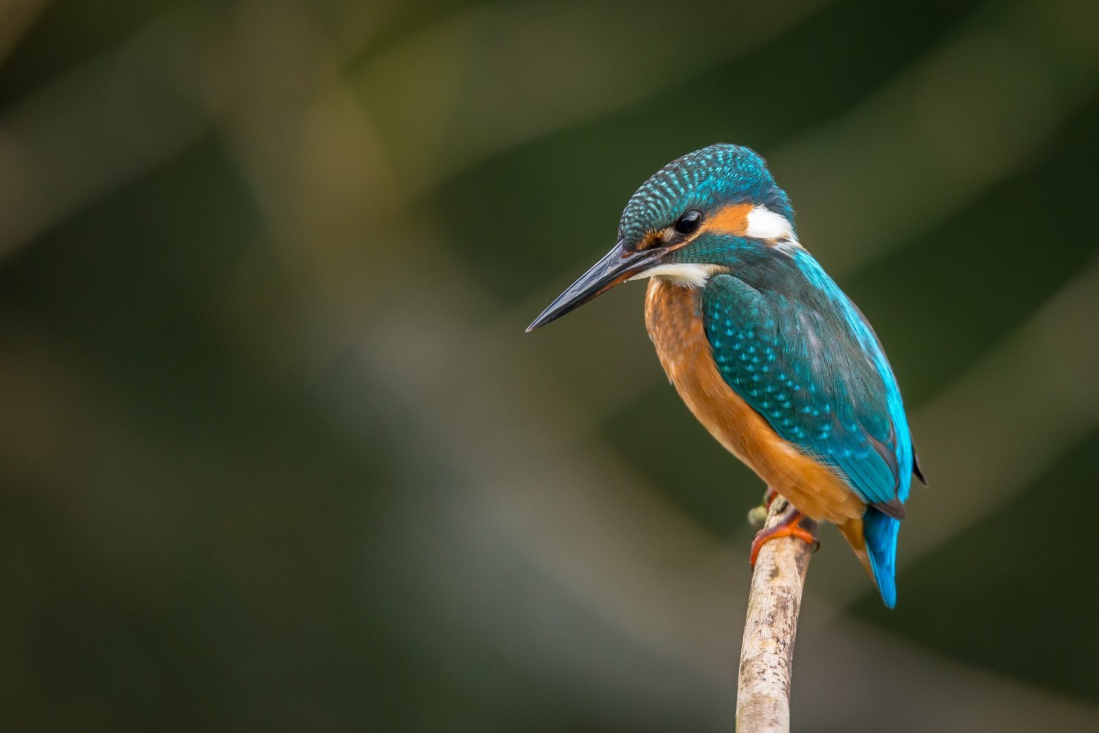 Bird Watching Tour in Nepal