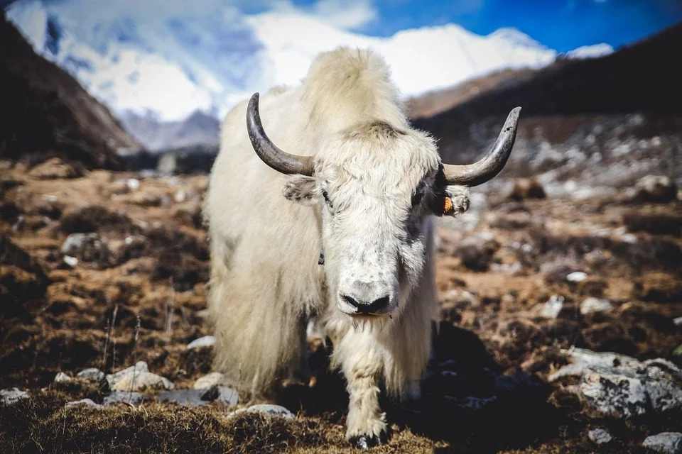 Himalayan Region
